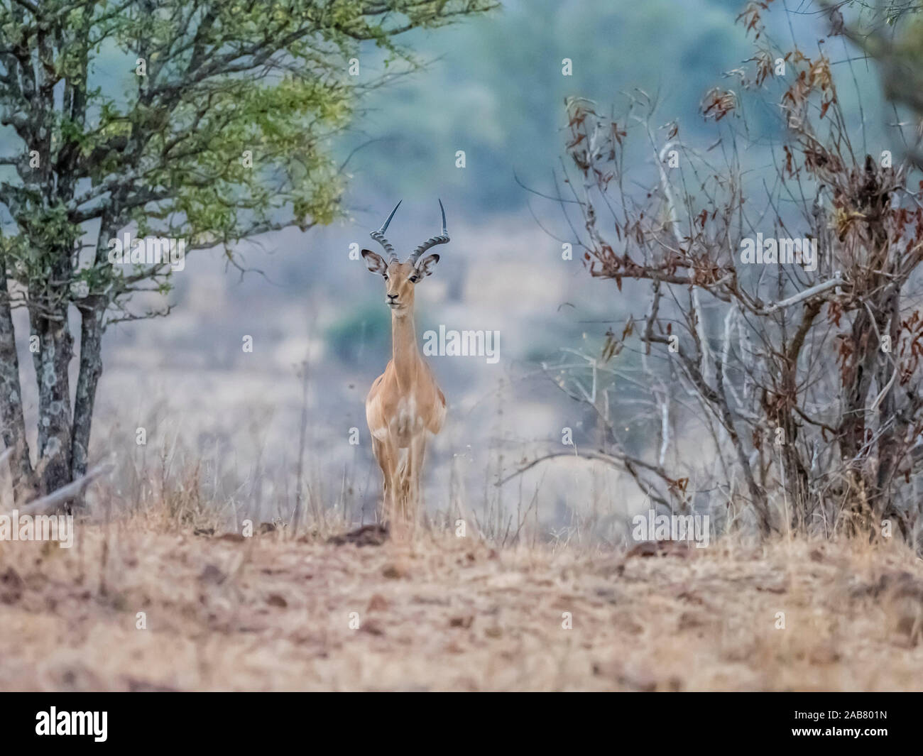 Eine erwachsene männliche Impala (Aepyceros melampus), South Luangwa National Park, Sambia, Afrika Stockfoto