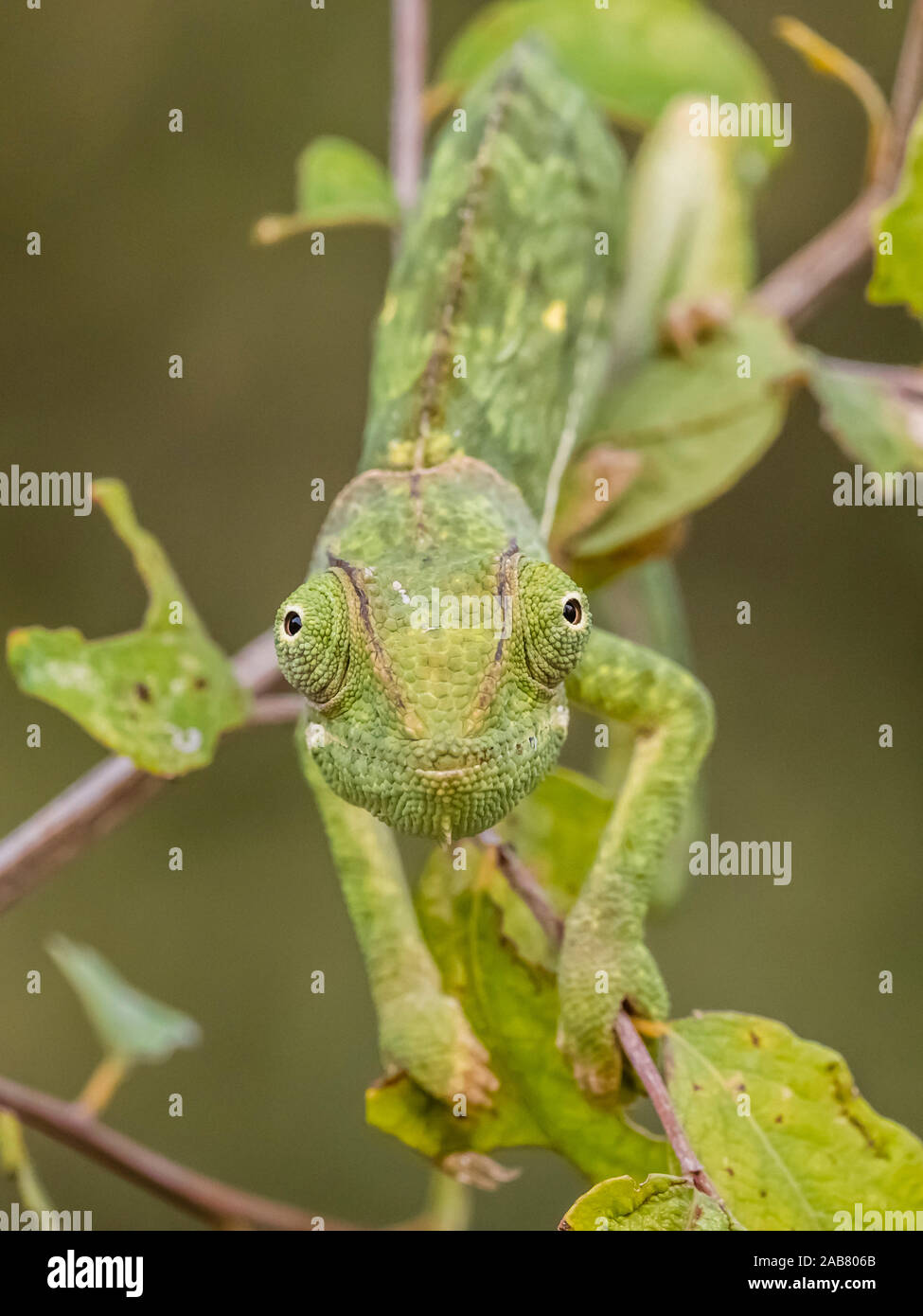 Ein erwachsener flap-necked Chameleon (Chamaeleo dilepis), South Luangwa National Park, Sambia, Afrika Stockfoto