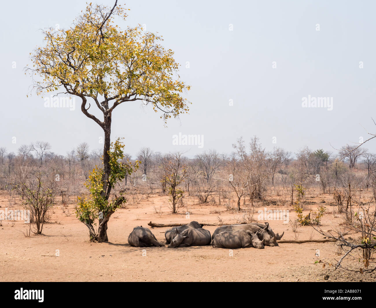 Nach Südliches Breitmaulnashorn (Rhinocerotidae))), bewacht im Mosi-oa-Tunya National Park, Sambia, Afrika Stockfoto