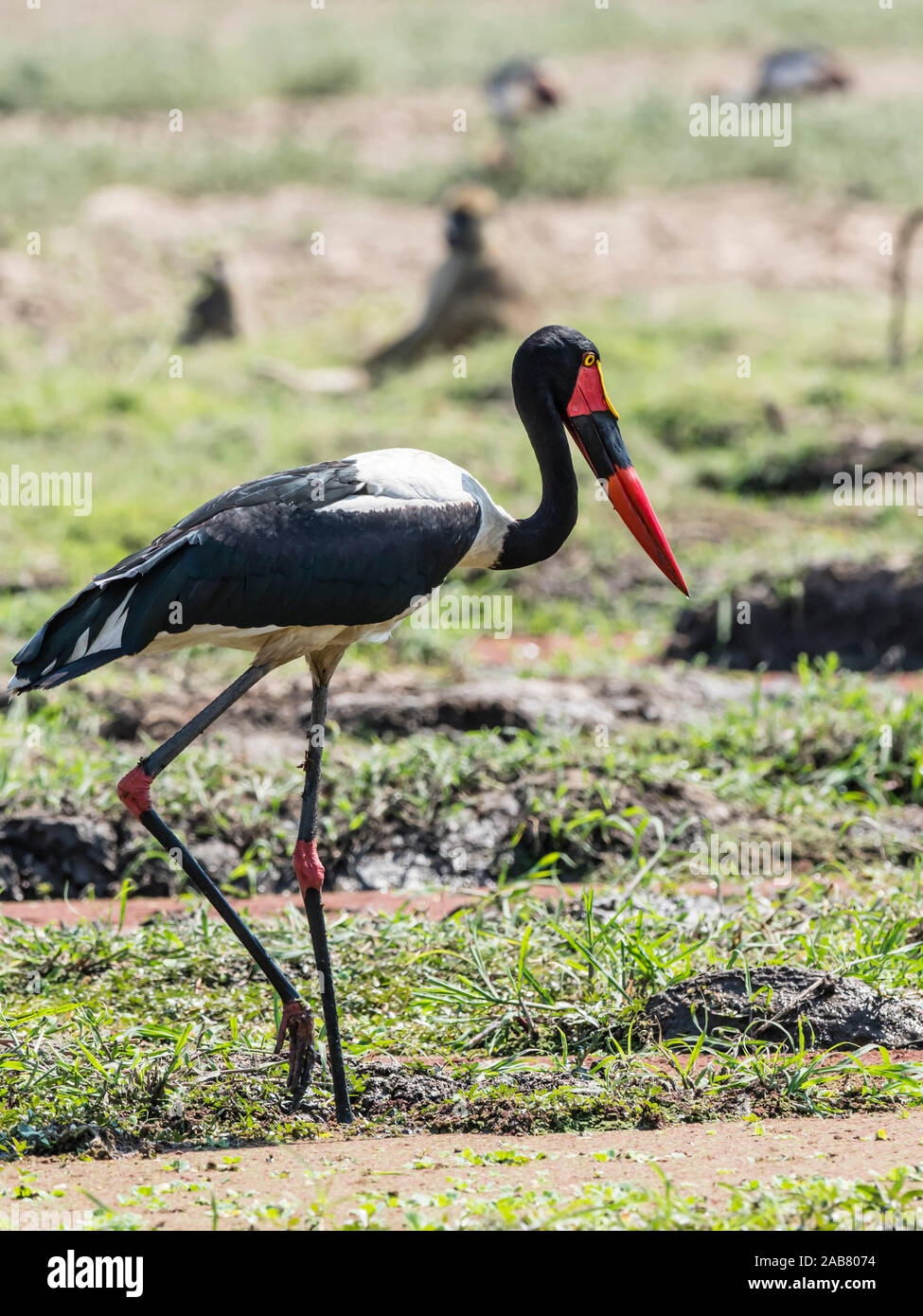 Ein erwachsener Sattel-billed Stork (Ephippiorhynchus senegalensis), South Luangwa National Park, Sambia, Afrika Stockfoto