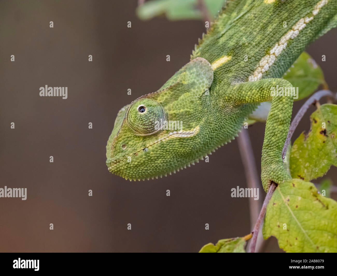Ein erwachsener flap-necked Chameleon (Chamaeleo dilepis), South Luangwa National Park, Sambia, Afrika Stockfoto