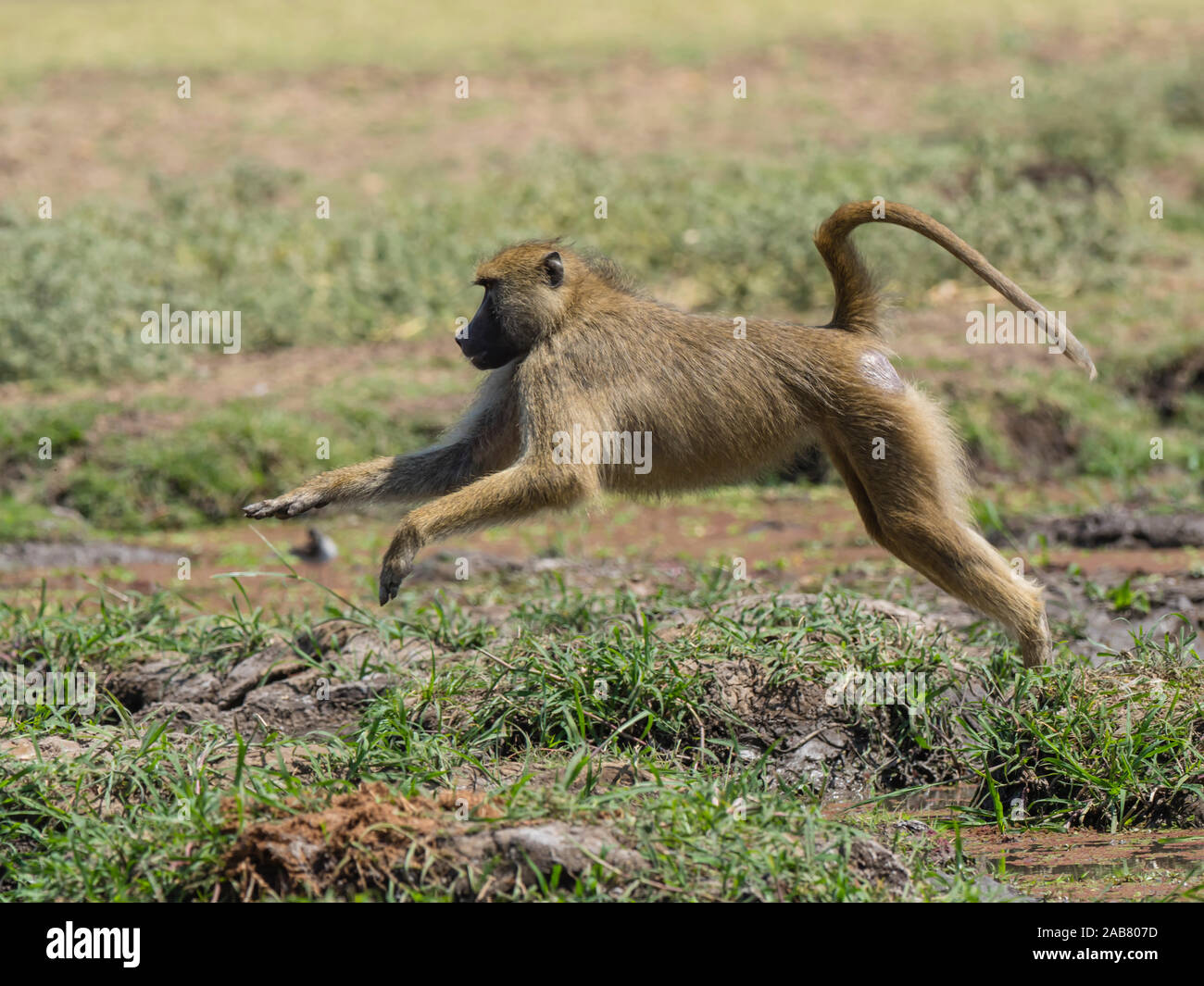 Ein erwachsener Yellow baboon (Papio cynocephalus) sprang im South Luangwa National Park, Sambia, Afrika Stockfoto