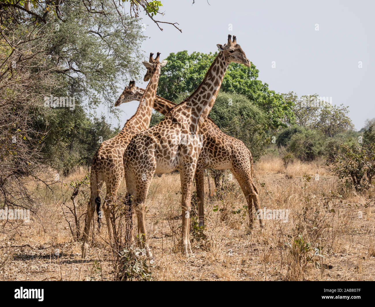 Erwachsene männliche Thornicrofts Giraffen (Giraffa Camelopardalis thornicrofti), South Luangwa National Park, Sambia, Afrika Stockfoto