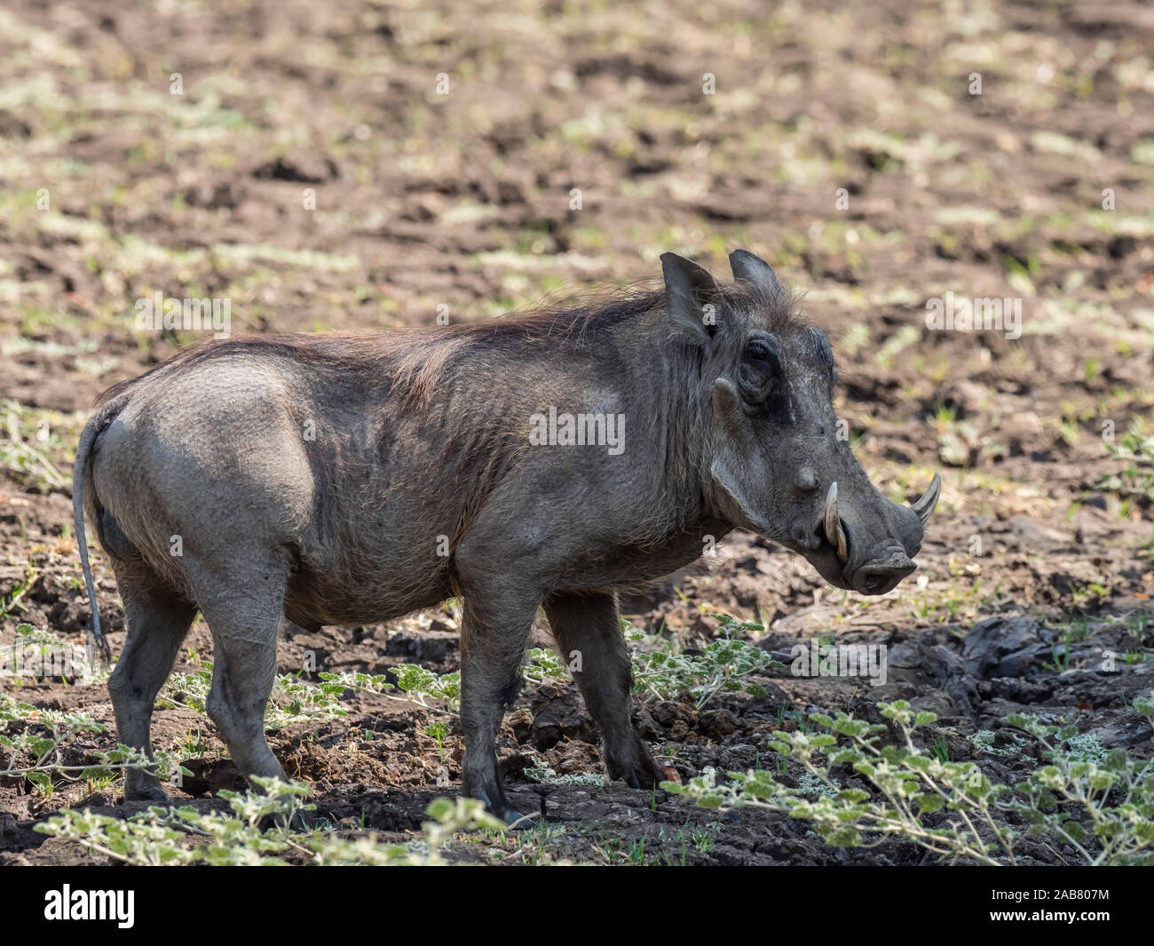 Ein erwachsenes Männchen Warzenschwein (Phacochoerus africanus), South Luangwa National Park, Sambia, Afrika Stockfoto