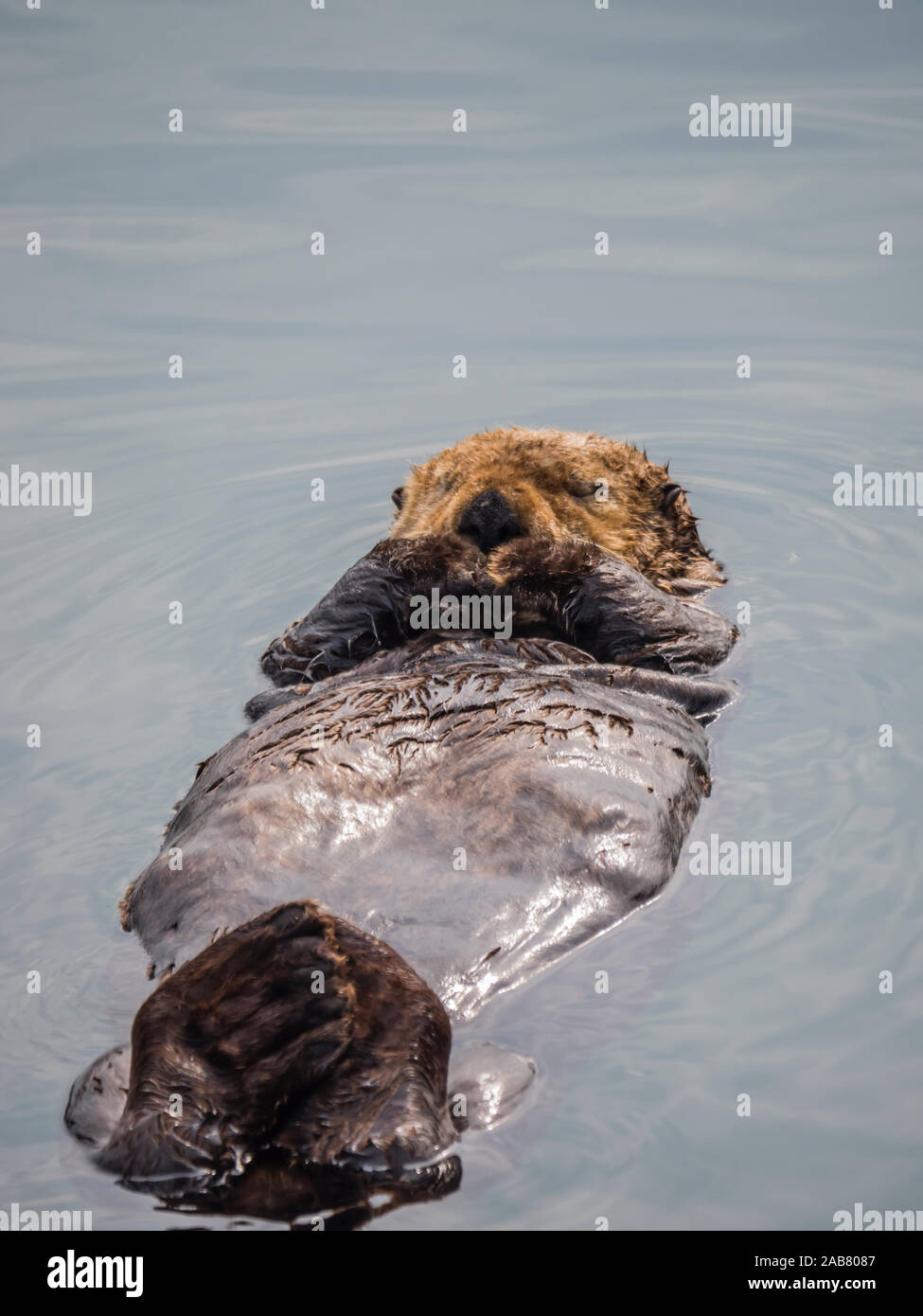 Ein erwachsener Seeotter (Enhydra lutris) auf seinen zurück in den Hafen von Kodiak, Kodiak Island, Alaska, Nordamerika Stockfoto