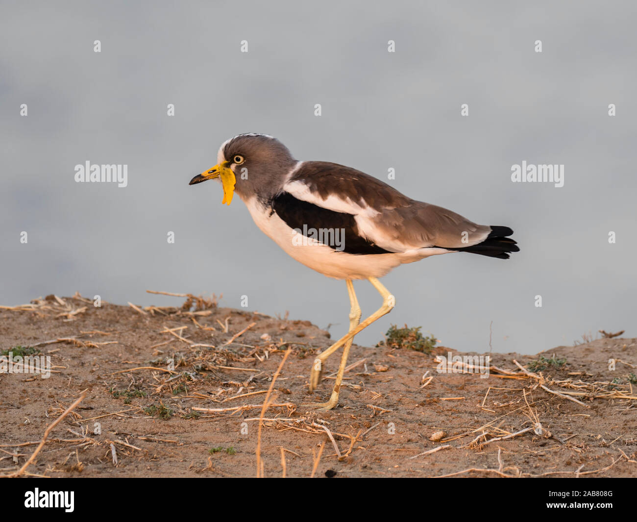 Ein Erwachsener weiß - gekrönte Kiebitz (Vanellus albiceps), auf der oberen Zambezi River, South Luangwa National Park, Sambia, Afrika Stockfoto