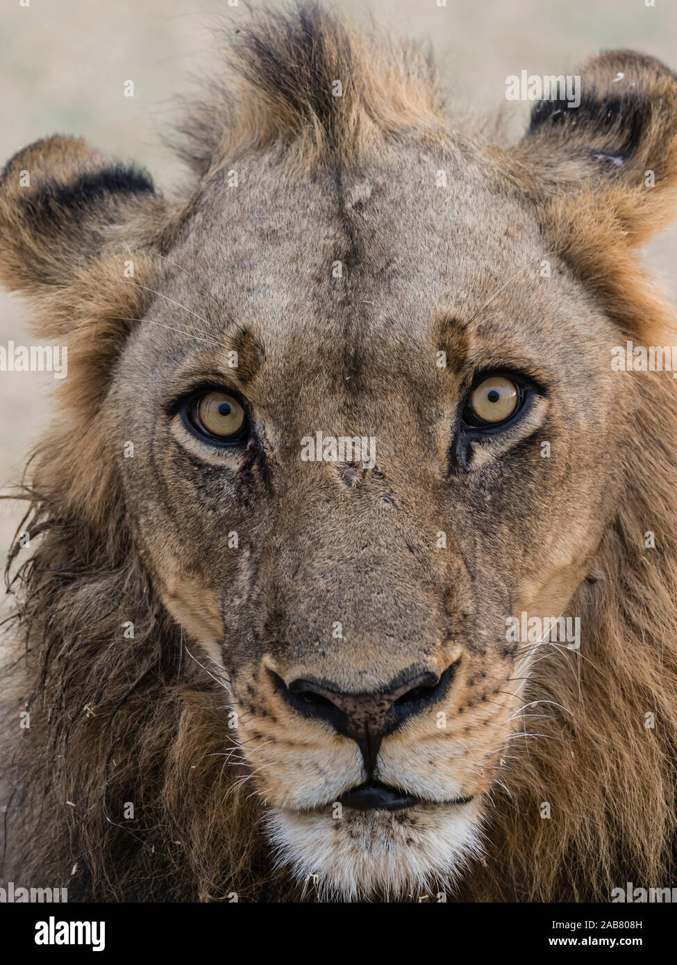 Ein erwachsener männlicher Löwe (Panthera leo), South Luangwa National Park, Sambia, Afrika Stockfoto