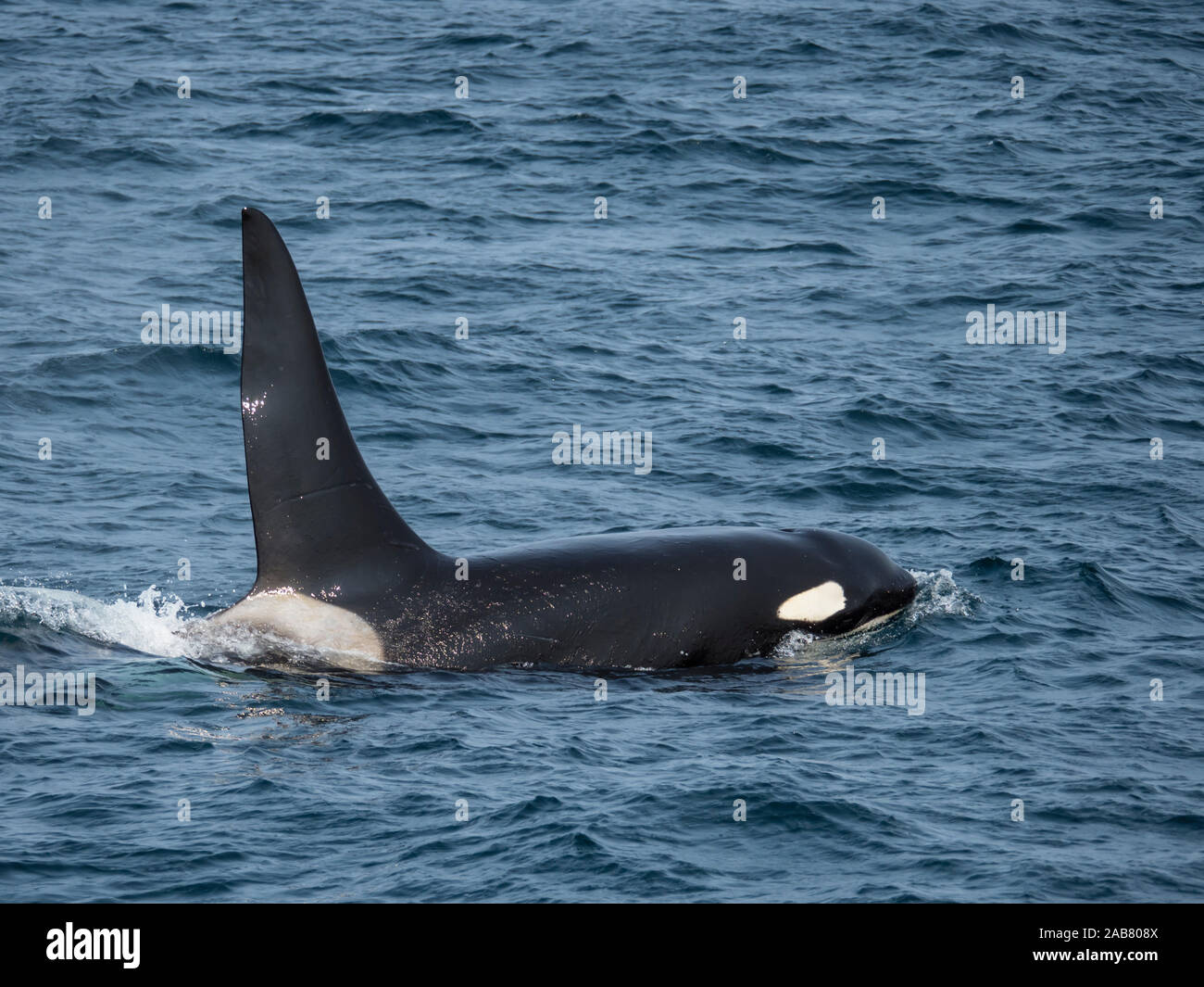 Nach bull Schwertwal (Orcinus orca), surfacing Kagamil Insel, Aleuten, Alaska, Nordamerika Stockfoto