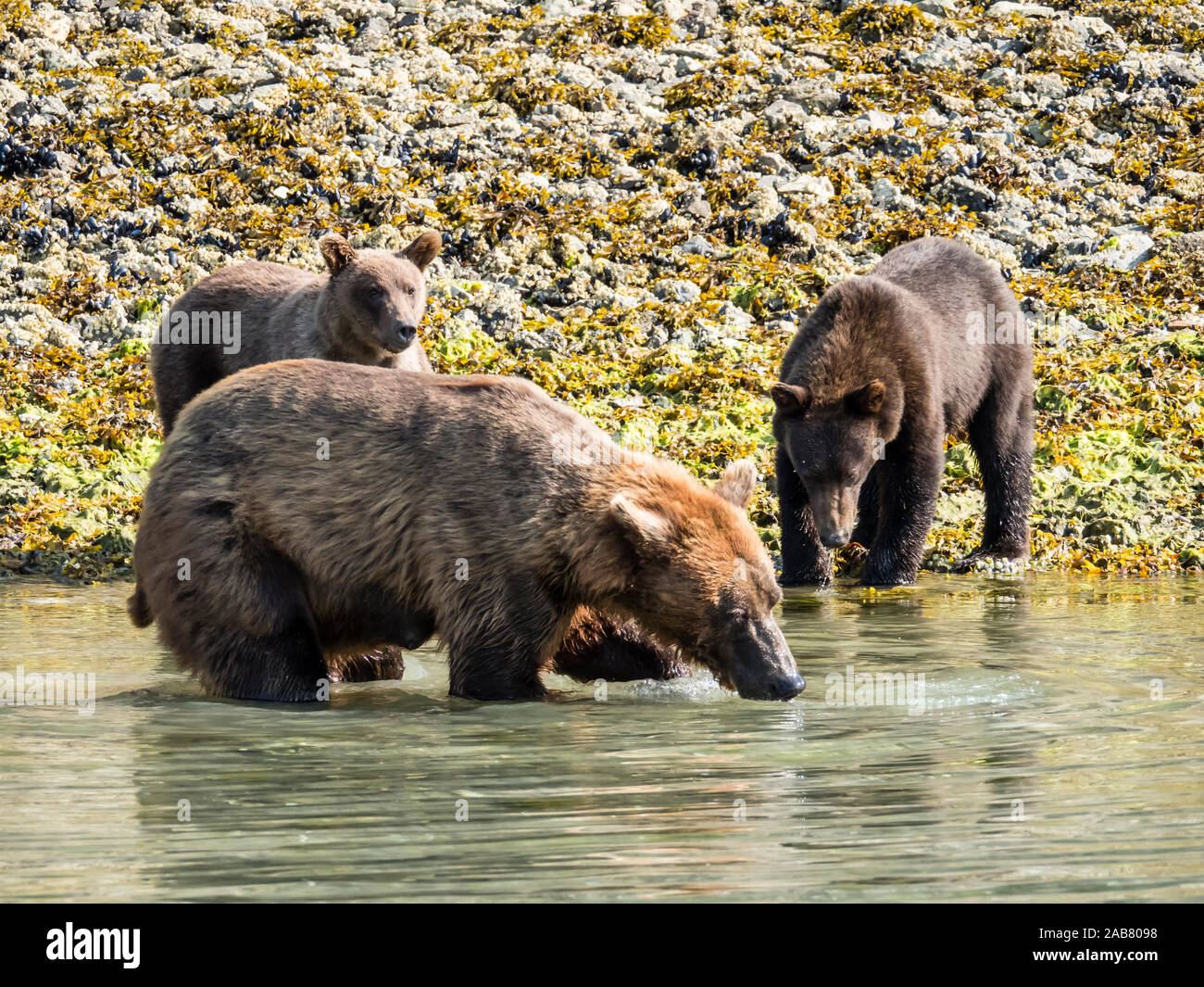 Eine Mutter Braunbär (Ursus arctos), Fütterung mit ihren Jungen in Geographic Harbor, Katmai National Park, Alaska, Nordamerika Stockfoto