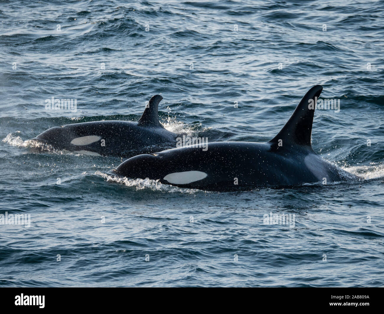 Ein paar der Schwertwale (Orcinus orca), Surfacing in Kukak Bucht, Katmai National Park, Alaska, Nordamerika Stockfoto