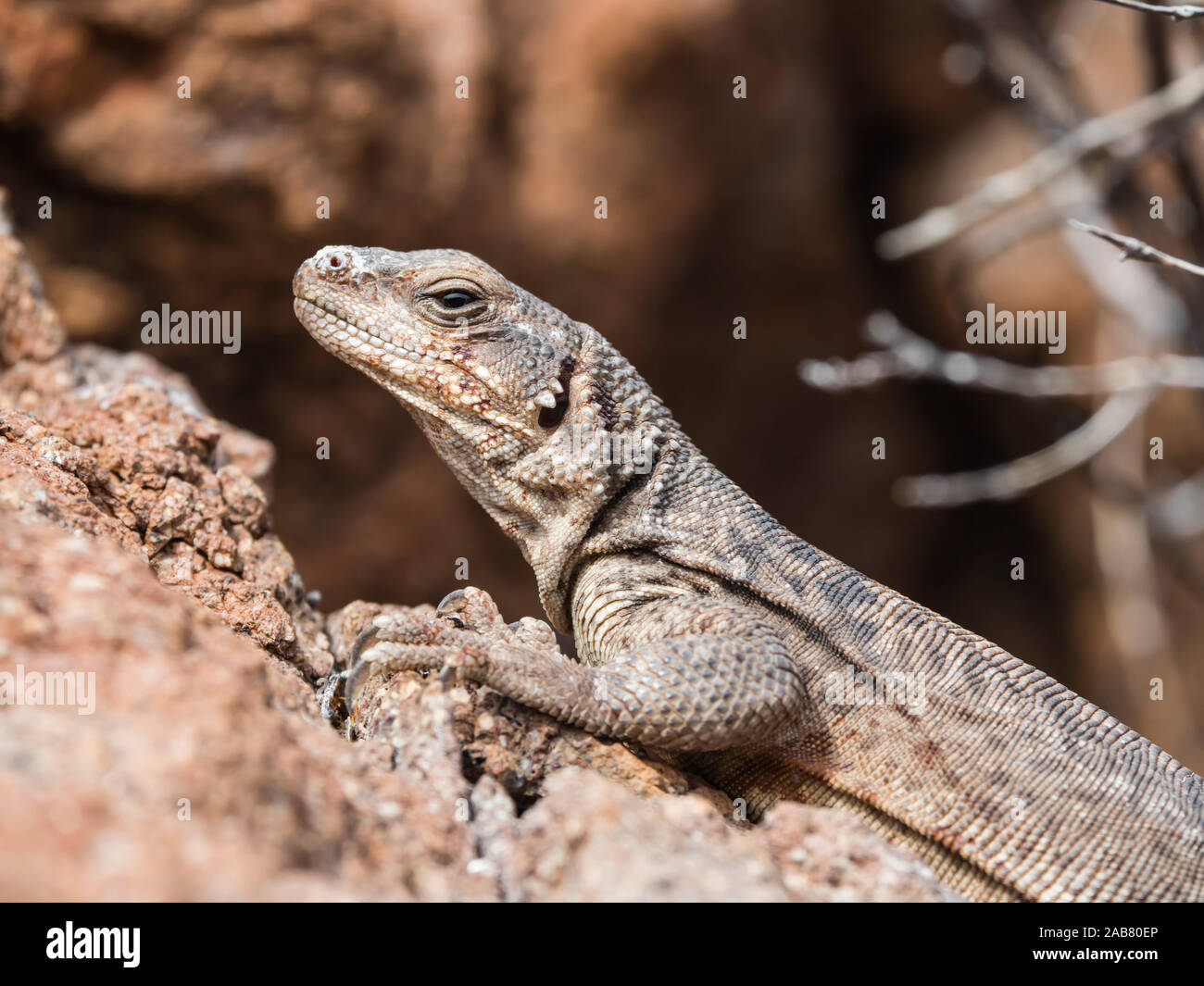 Ein erwachsener Gemeinsame chuckwalla (Sauromalus ater), Aalen in der Sonne auf der Isla Danzante, Baja California Sur, Mexiko, Nordamerika Stockfoto