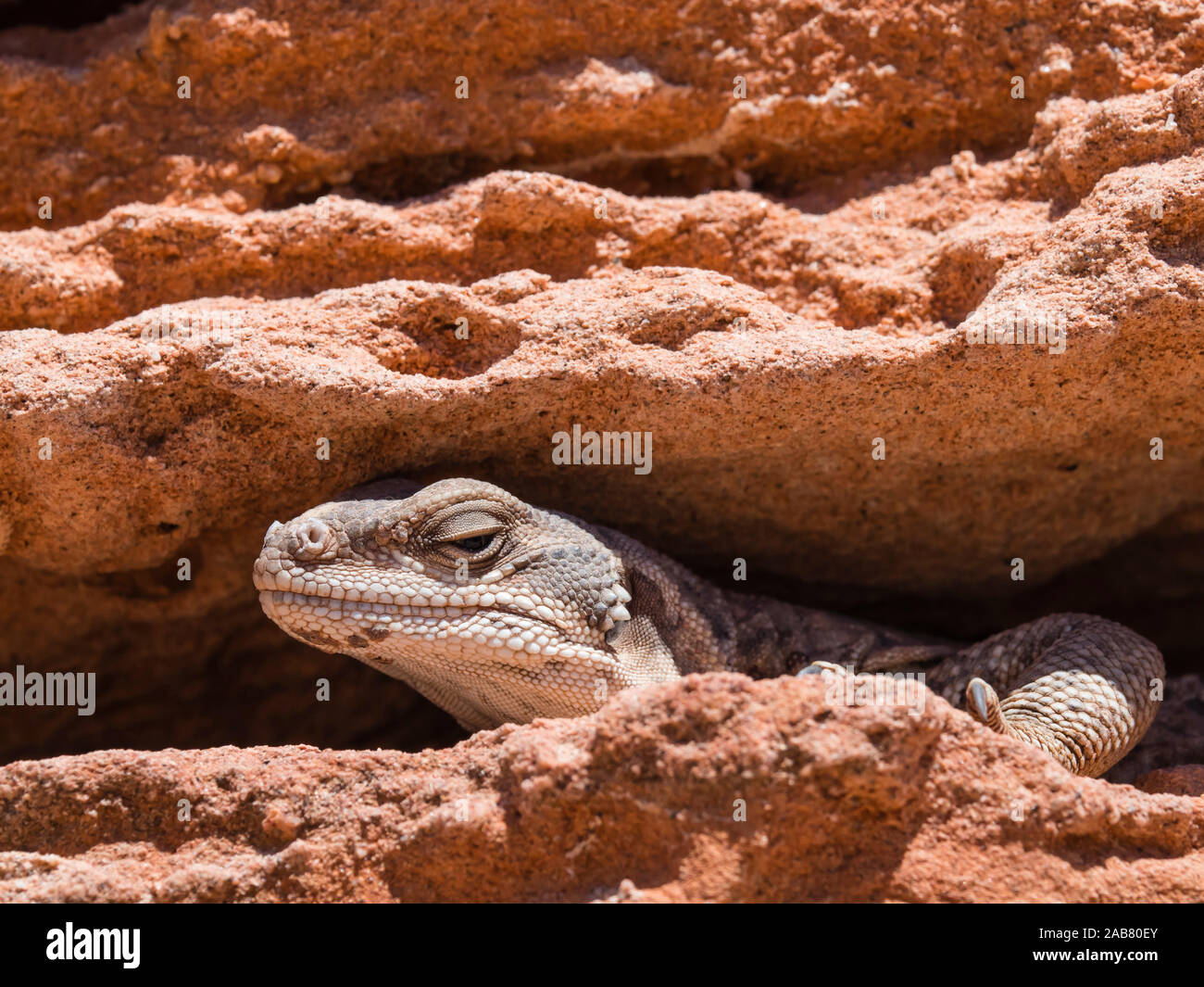 Ein erwachsener Gemeinsame chuckwalla (Sauromalus ater), bei Punta Kolorado, Isla San Jose, Baja California Sur, Mexiko, Nordamerika Stockfoto