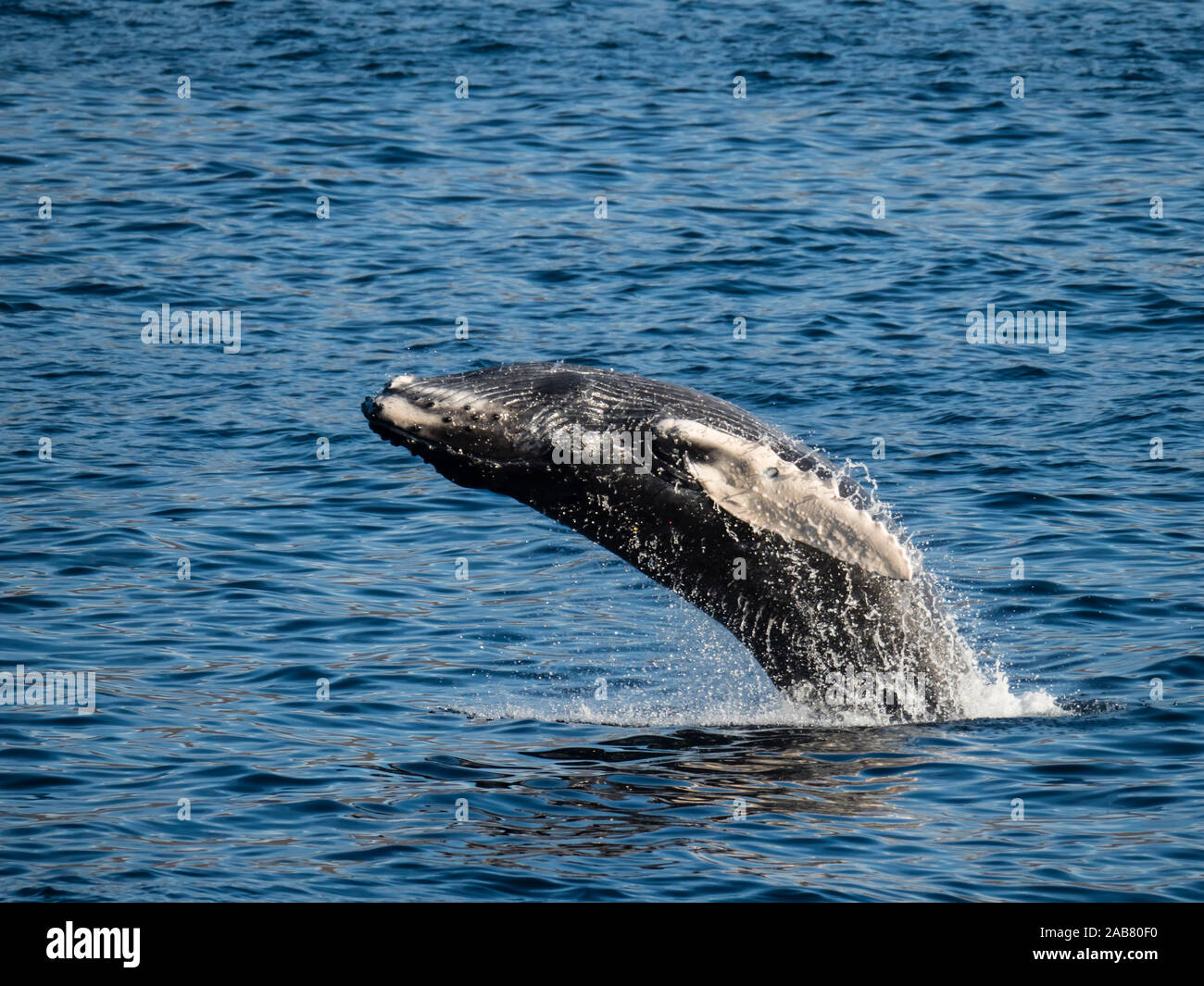 Buckelwale (Megaptera novaeangliae), Wade verletzt in Los Cabos, Baja California Sur, Mexiko, Nordamerika Stockfoto