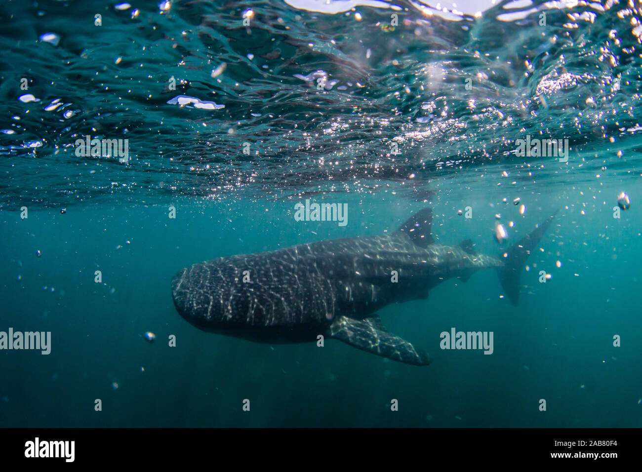 Juvenile Walhai (Firma IPCON typus), in der Nähe von Los Islotes, Baja California Sur, Mexiko, Nordamerika Stockfoto