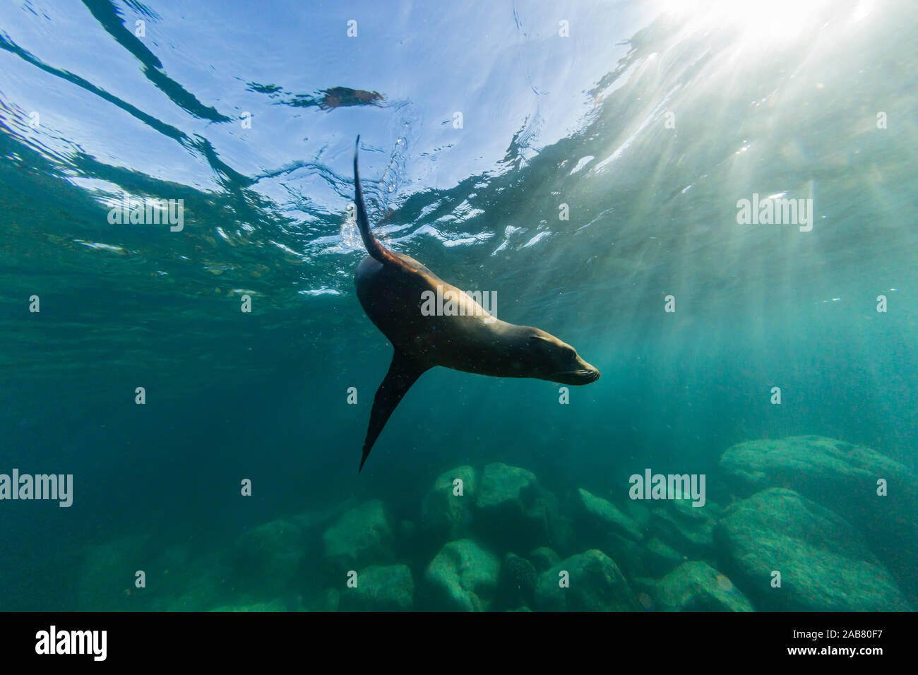 Verspielte Galapagos-Seelöwe (zalophus californianus), Unterwasser im Los Islotes, Baja California Sur, Mexiko, Nordamerika Stockfoto