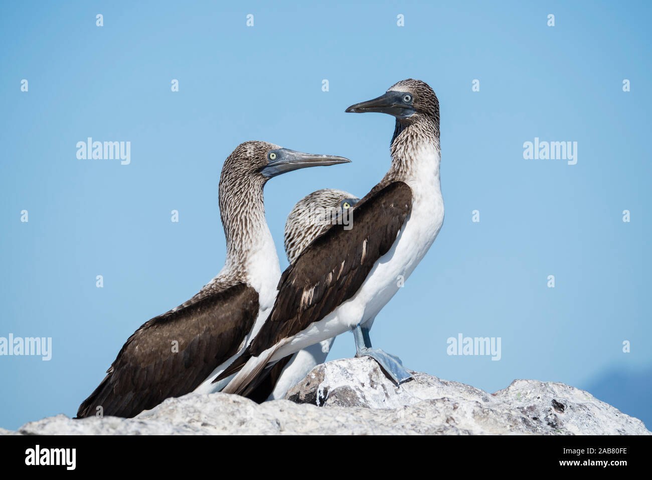 Drei erwachsene Blaufußtölpel (Sula nebouxii), auf der Isla San Marcos, Baja California Sur, Mexiko, Nordamerika Stockfoto