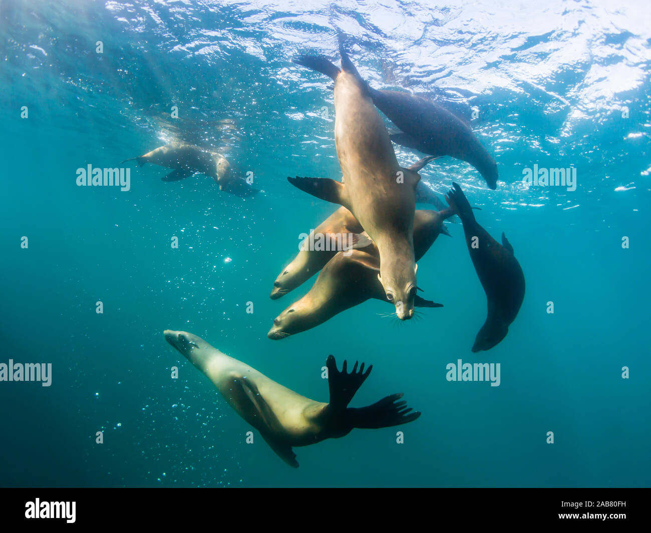 Neugierig kalifornische Seelöwen (zalophus californianus), Unterwasser im Los Islotes, Baja California Sur, Mexiko, Nordamerika Stockfoto