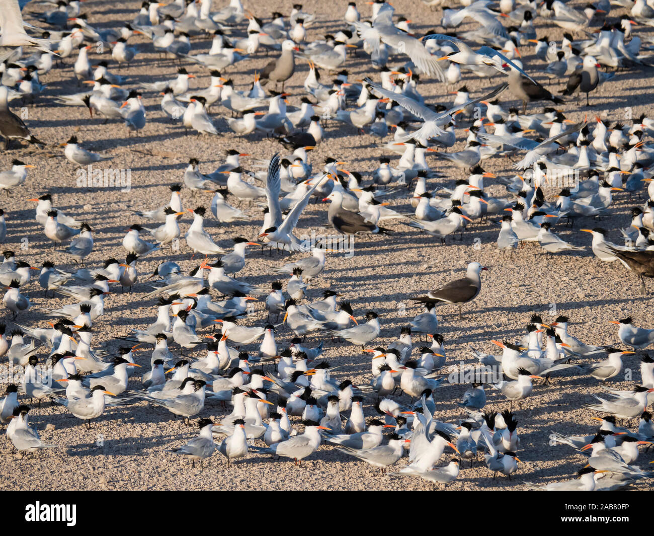 Hunderte von eleganten Terns (Thalasseus elegans), Nesting auf winzigen Isla Rasa, Baja California, Mexiko, Nordamerika Stockfoto