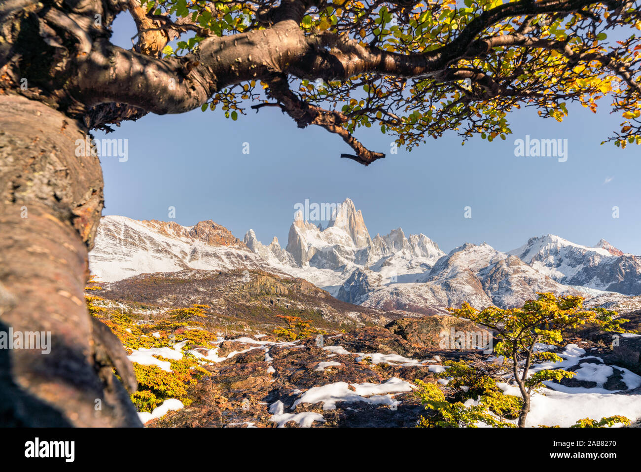Fitz Roy Bereich peaks mit Baum im herbstlichen Landschaft, El Chalten, Los Glaciares Nationalpark, UNESCO, Provinz Santa Cruz, Argentinien, Südamerika Stockfoto