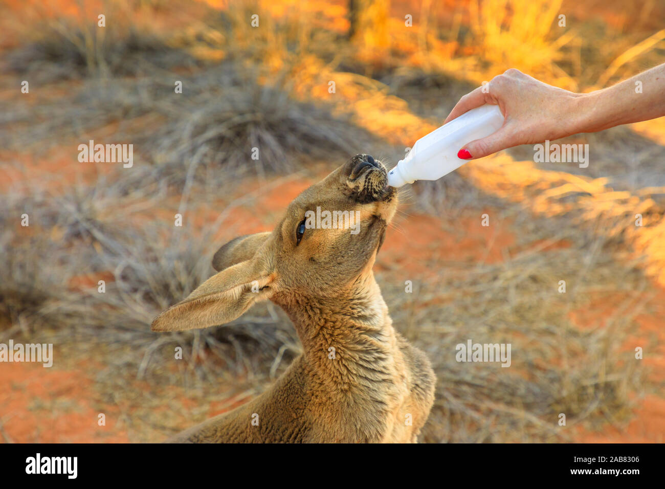 Nahaufnahme von baby Kangaroo orphan, Flasche Milch von Touristen, rotes Zentrum, Northern Territory, Australien, Pazifik Stockfoto