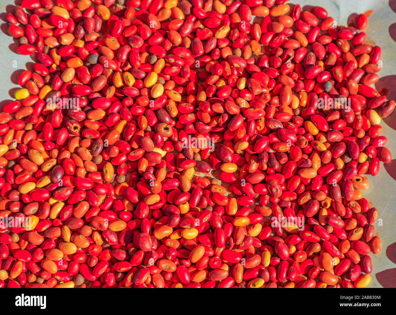Sandelholz Saatgut, Australien bush Nahrung gegessen von Aborigines, die Australischen Outback, Northern Territory, Australien, Pazifik Stockfoto