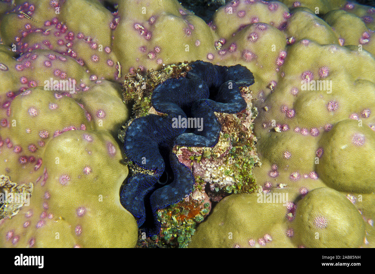 Crocus Riesenmuschel (Tridacna Crocea), die kleinste Riesenmuschel; Bohrungen tief in Coral Felsbrocken. Lady Elliott Island, Great Barrier Reef, Queensland, EINE Stockfoto
