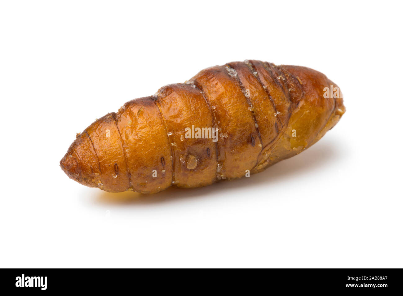 Single getrocknet gesalzen knusprige Silkworm für einen Snack auf weißem Hintergrund Stockfoto