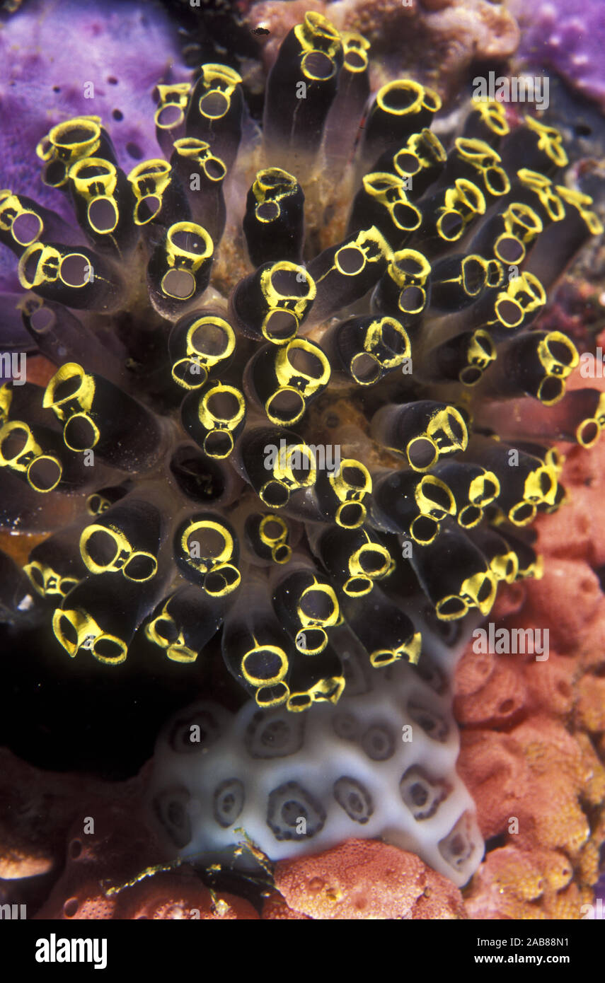 Compound oder kolonialen Seescheiden (evtl. Clavelina sp.), unter anderem inkrustierende Arten von seescheiden und Schwämme. Busselton Jetty, Western Australia Stockfoto