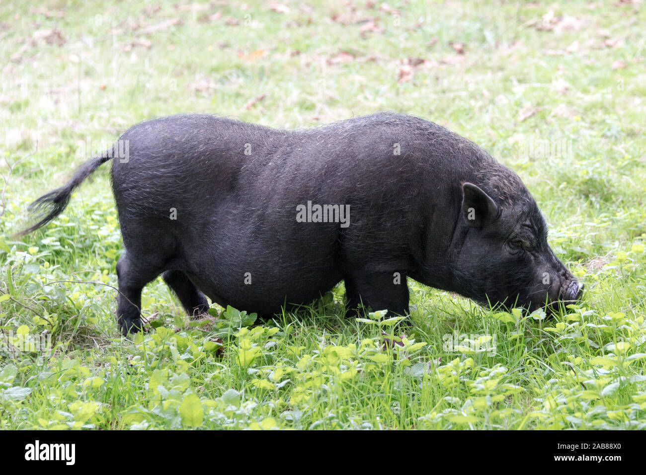 Schwarz pig. Iberischen Schwein im Feld Stockfoto