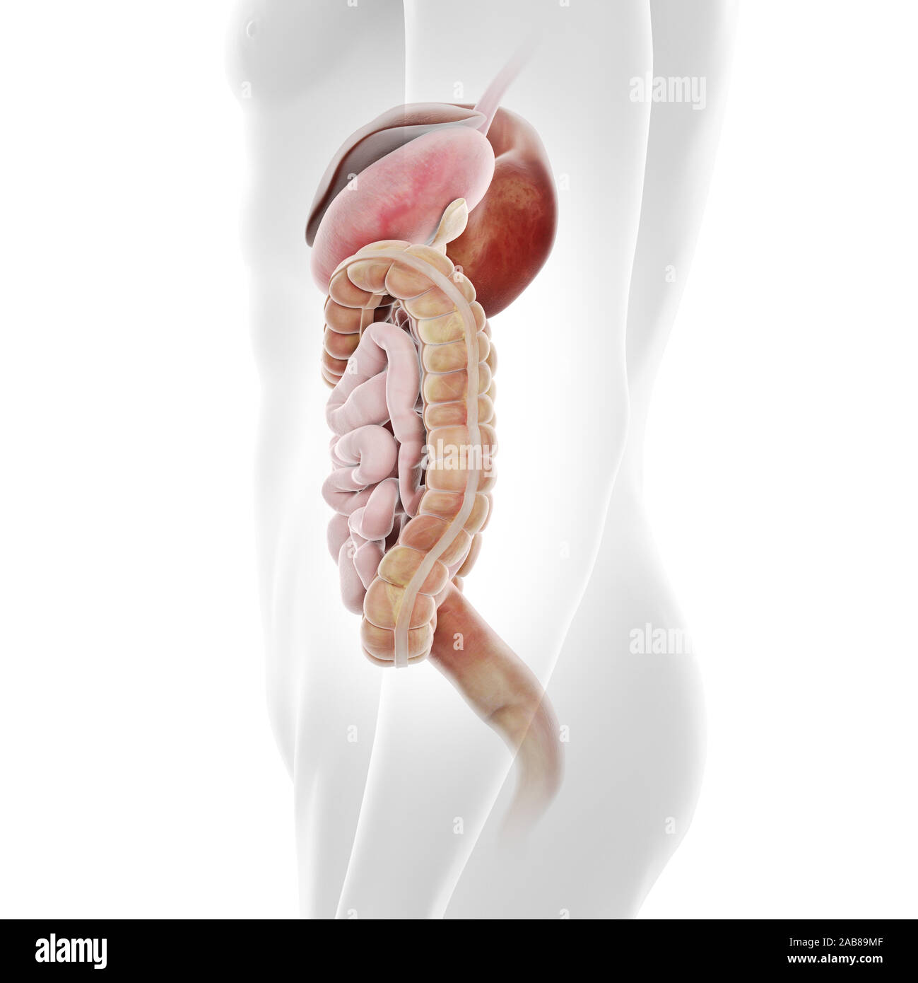 3d-medizinisch genauen Abbildung des menschlichen Verdauungssystems gerendert Stockfoto