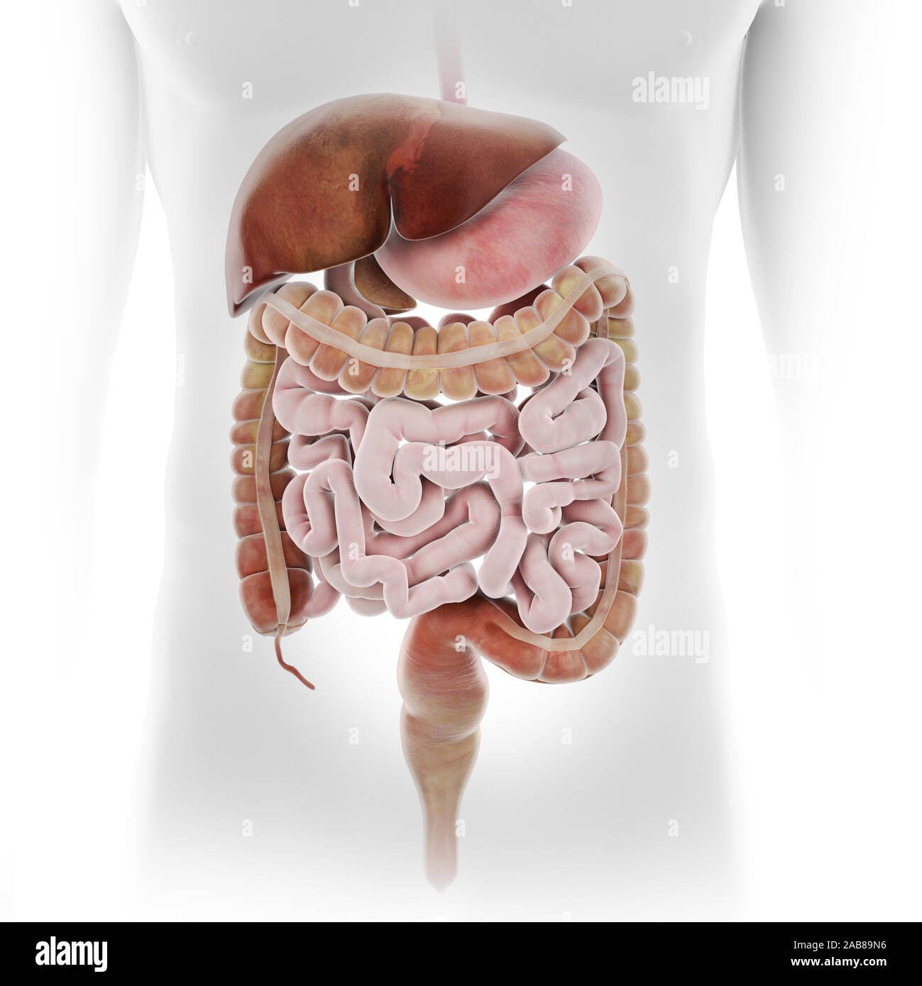 3d-medizinisch genauen Abbildung des menschlichen Verdauungssystems gerendert Stockfoto