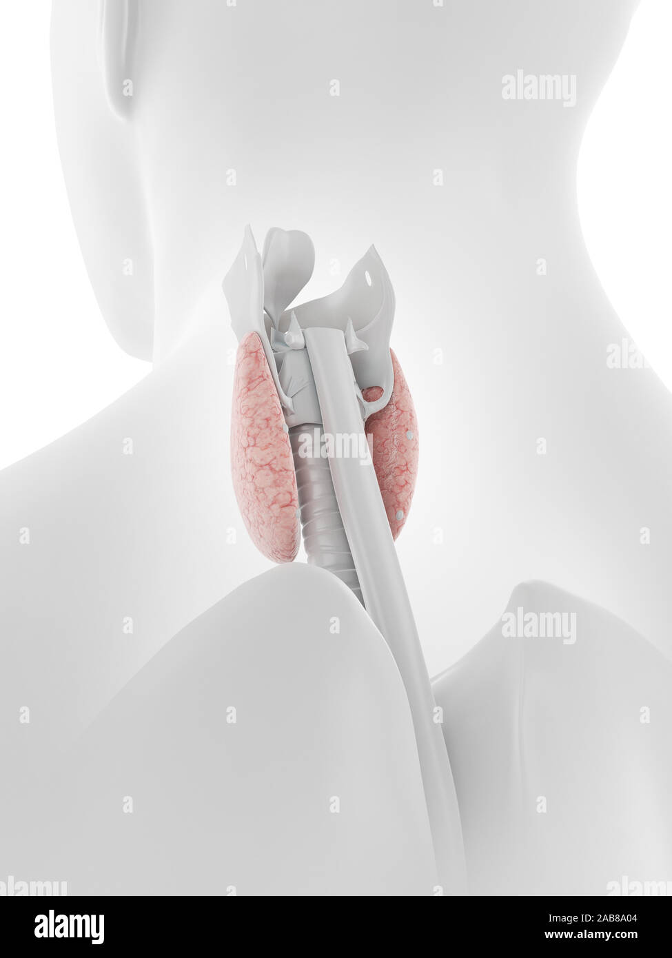 3D-gerenderte Medizinisch genaue Abbildung der Schilddrüse Stockfoto