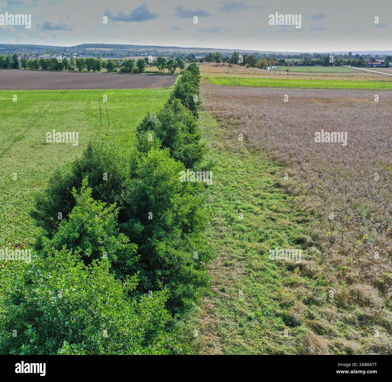 Luftaufnahme aus geringer Höhe der Absicherung von laubbäumen zwischen zwei Ackerflächen Stockfoto