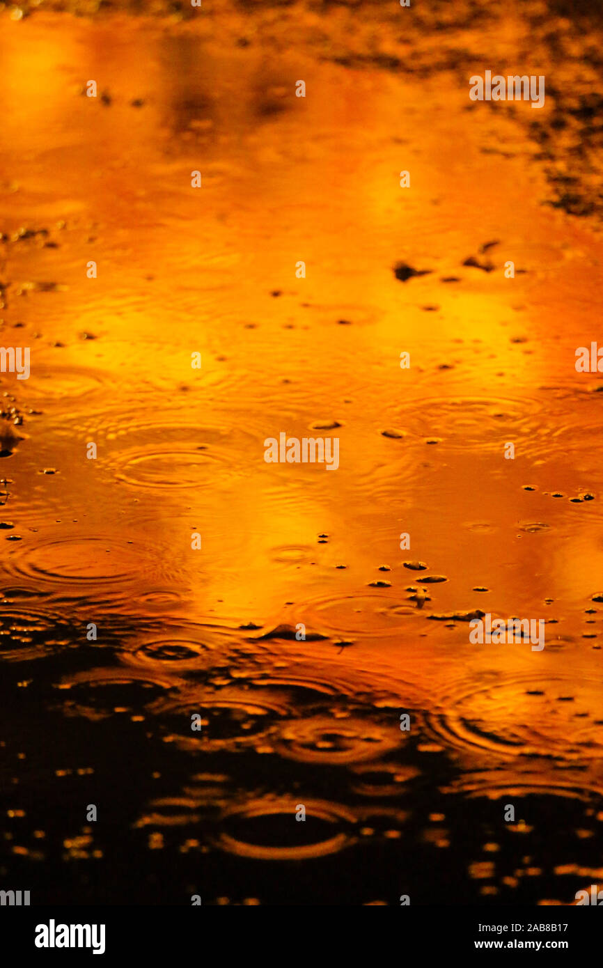 Berlin, Deutschland. 22 Nov, 2019. 22.11.2019, Berlin: eine Pfütze mit Regentropfen im Tierpark Berlin Credit: Georg Wenzel/dpa-Zentralbild/ZB/dpa/Alamy leben Nachrichten Stockfoto