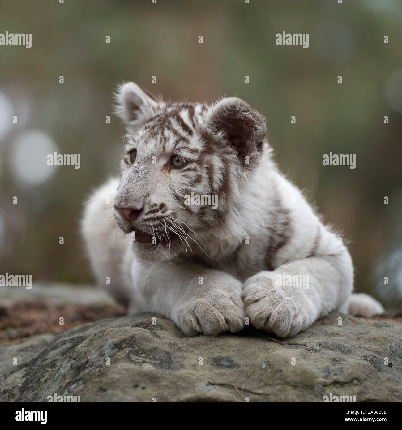 Royal Bengal Tiger/Koenigstiger (Panthera tigris), jungen Cub, weiß leucistic Morph, liegen auf Felsen, Ausruhen, schauen Sie sich um, sieht niedlich und funn Stockfoto