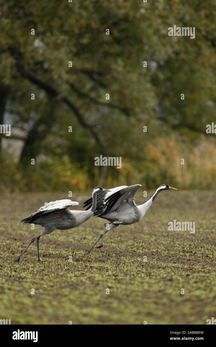 Gemeinsame Kräne/Graukraniche (Grus Grus), Paar, Paar, weg von Ackerland, verlassen, weit weg fliegen, Zugvögel, Wildlife, Europa. Stockfoto