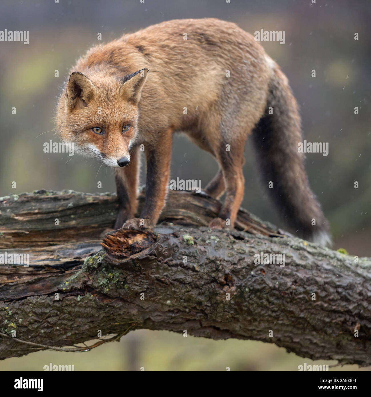 Red Fox/Rotfuchs (Vulpes vulpes) Erwachsenen, Klettern, stehend auf einem gefallenen Baumstamm, Peering, angespannt, gerissen, Wildlife, Europa. Stockfoto