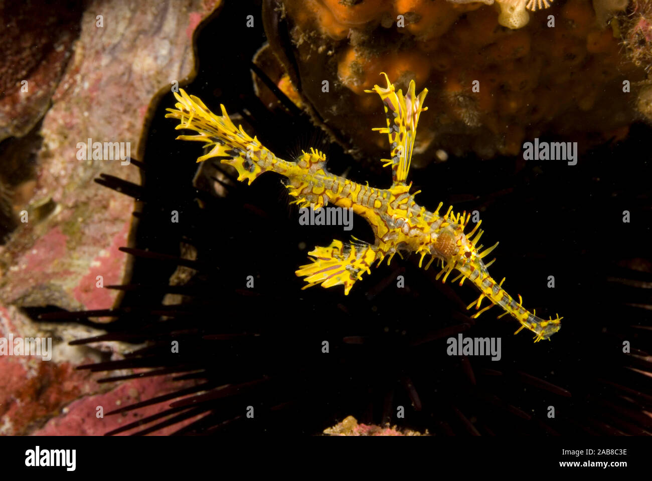 Reich verzierte oder Harlekin Geisterpfeifenfisch (Solenostomus paradoxus), kontrastiert mit einem schwarzen Seeigel. Norden einsame Insel, New South Wales, Australien Stockfoto