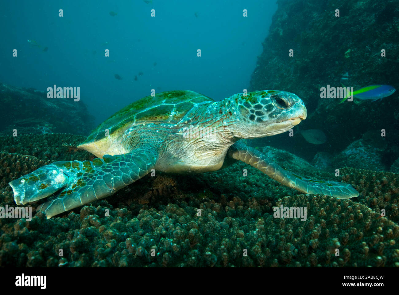 Suppenschildkröte (Chelonia mydas), über Korallen.. South Solitary Island, New South Wales, Australien Stockfoto