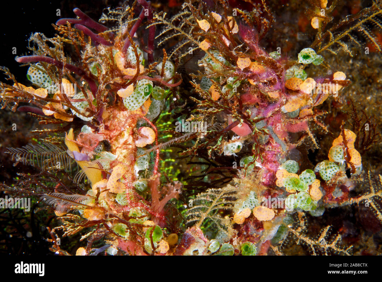 Ein 'Posy' von marinen Invertebraten einschließlich urn-förmige Seescheiden (Atriolum robustum), rosa Weichkorallen (Anthelia sp.), rote spröde star Arme (Ophiothri Stockfoto