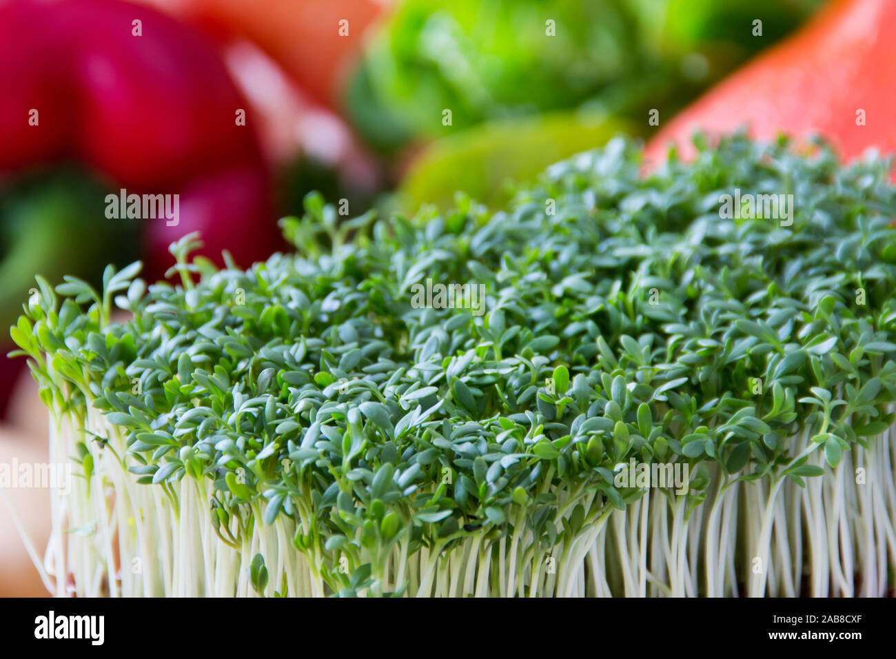 Kresse peppergrass und Gemüse Nahaufnahme Stockfoto