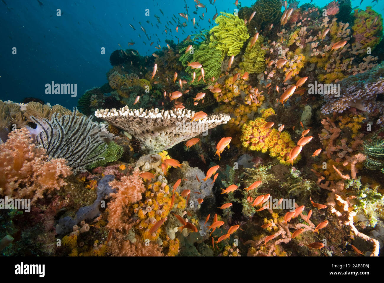 Lebendige reef Szene mit Fairy basslets (Pseudanthias cf cheirospilos), die vorherrschende orange basslets sind Frauen, die lila sind Männer. Es gibt al Stockfoto