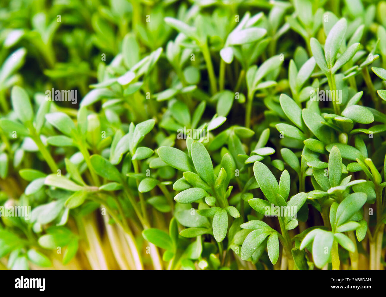 Kresse peppergrass Kräuter Nahaufnahme Stockfoto