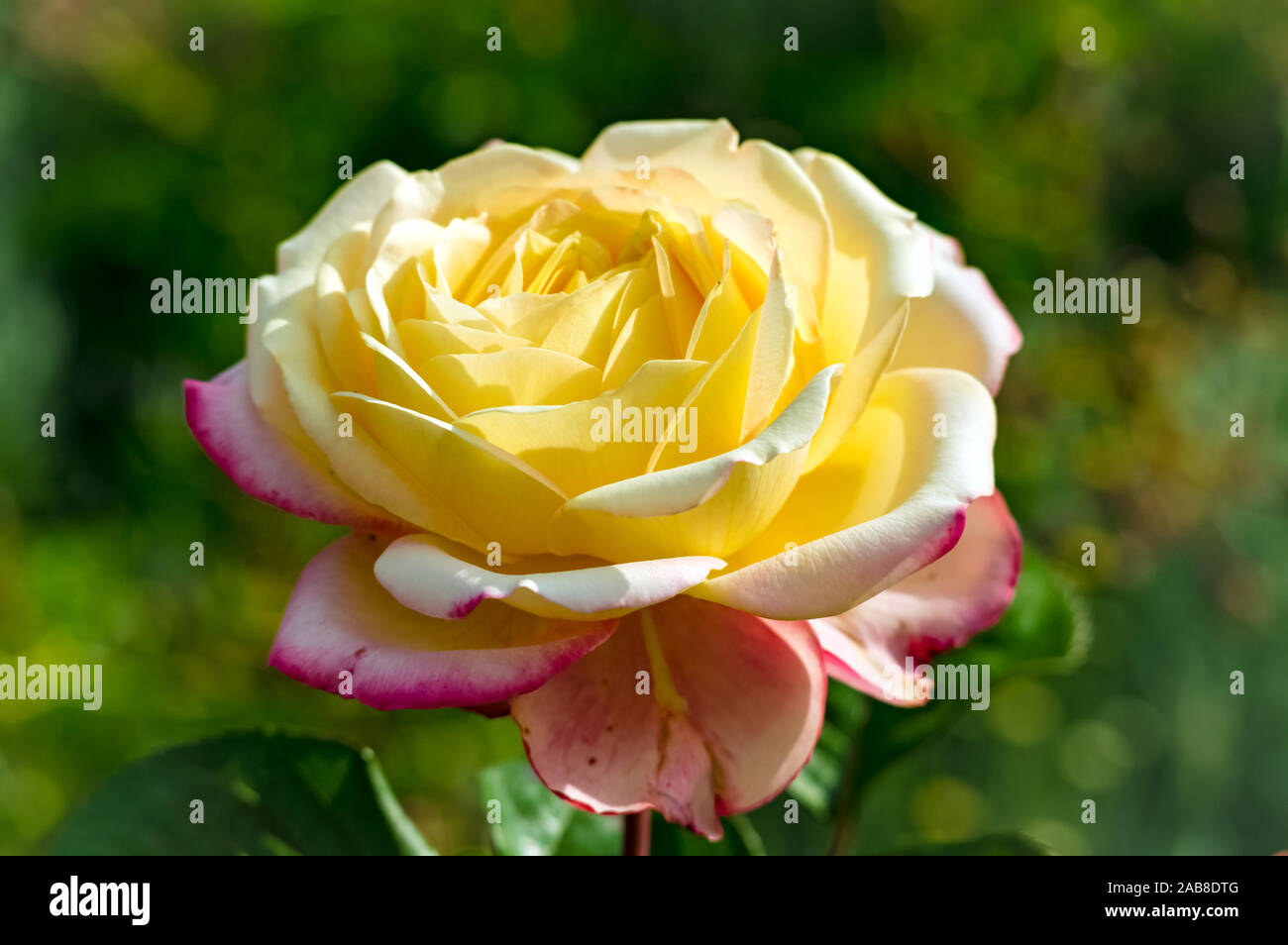 Zarte Blume Stockfoto