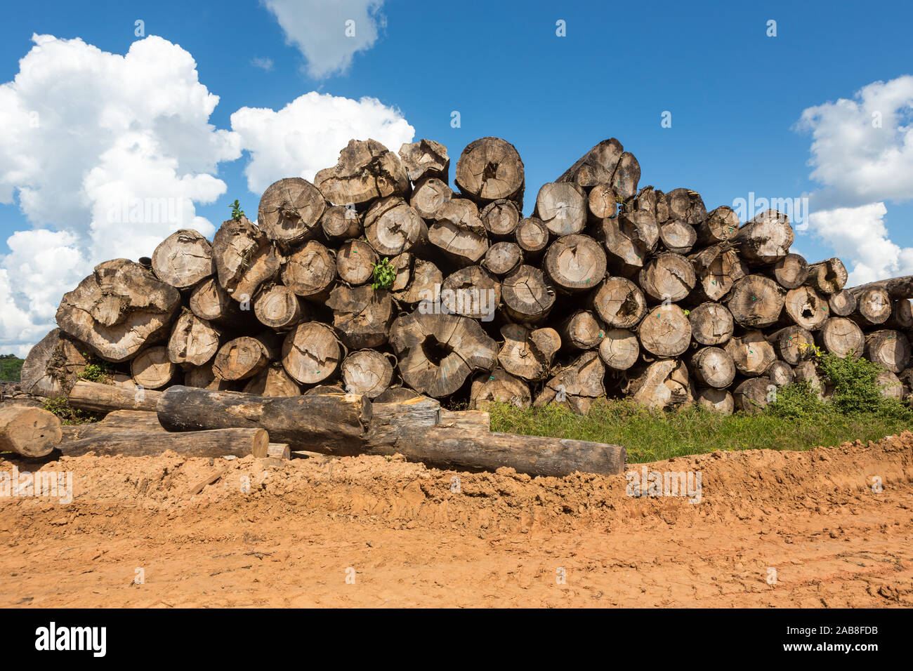 Illegale Abholzung von Regenwald des Amazonas, viele Baumstämme ausschneiden, Hartholz mit blauem Himmel. Konzept der Umwelt, globale Erwärmung, clim Stockfoto