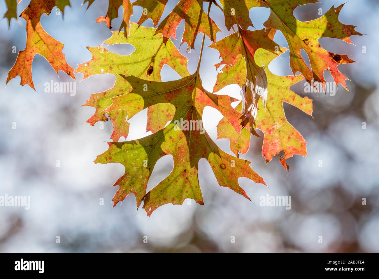 Schönen Herbst Laub von einem scharlachroten Eiche bei Crowder Park in Apex, North Carolina. Stockfoto
