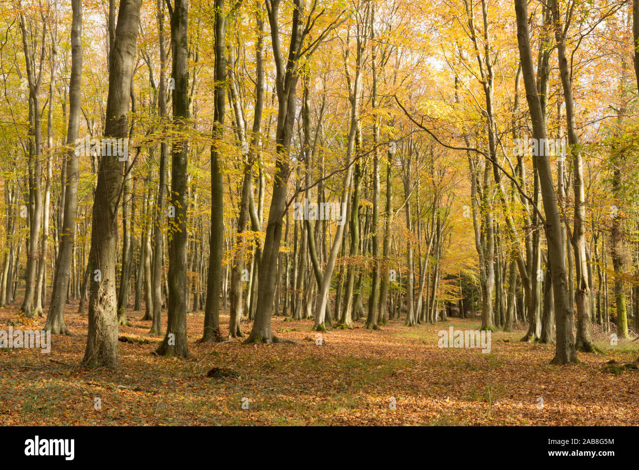Herbst in Buchenwäldern auf Goodwood Hill, Sussex, UK, Fagus sylvatica. Stockfoto