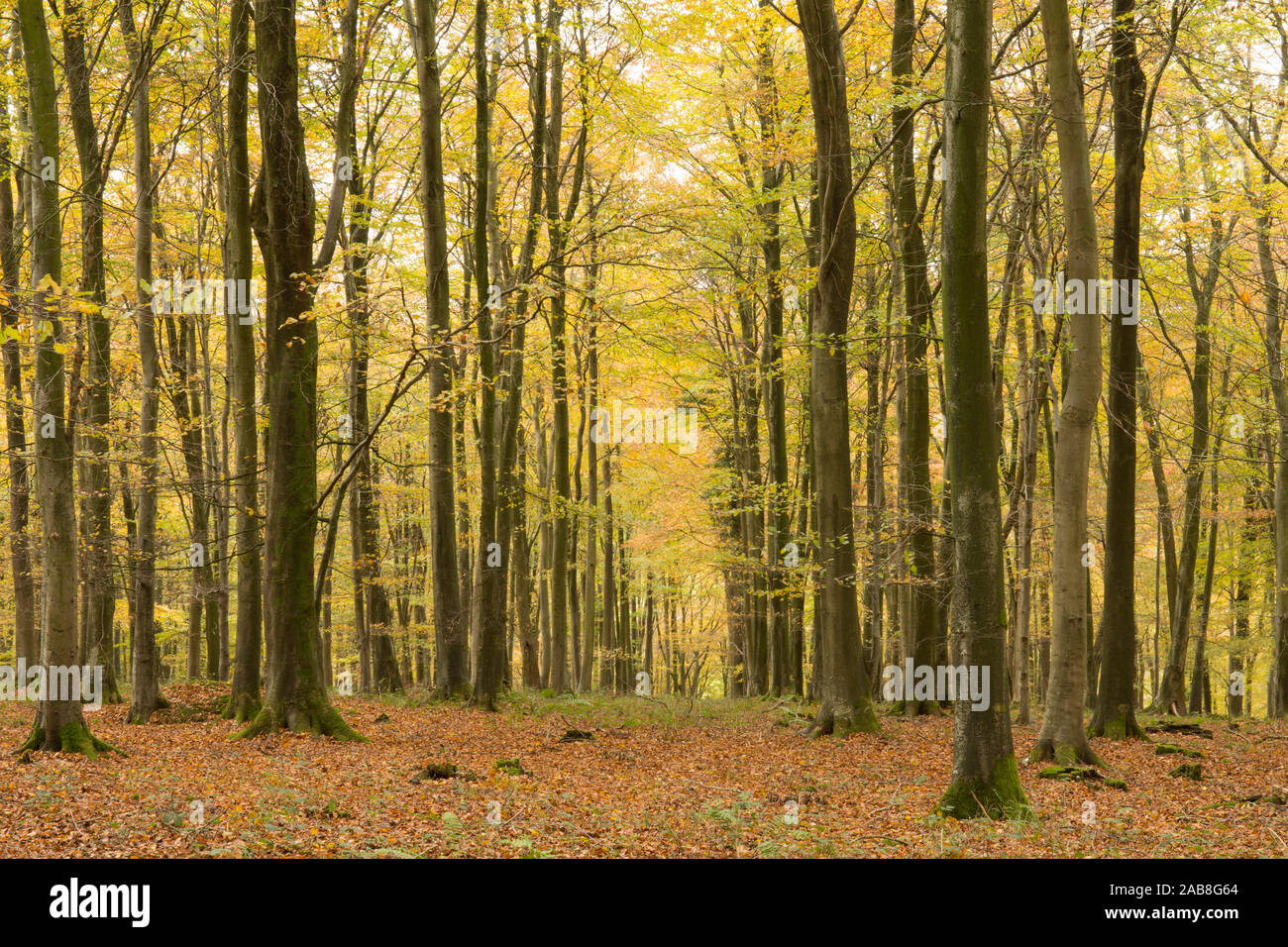 Herbst in Buchenwäldern auf Goodwood Hill, Sussex, UK, Fagus sylvatica. Stockfoto