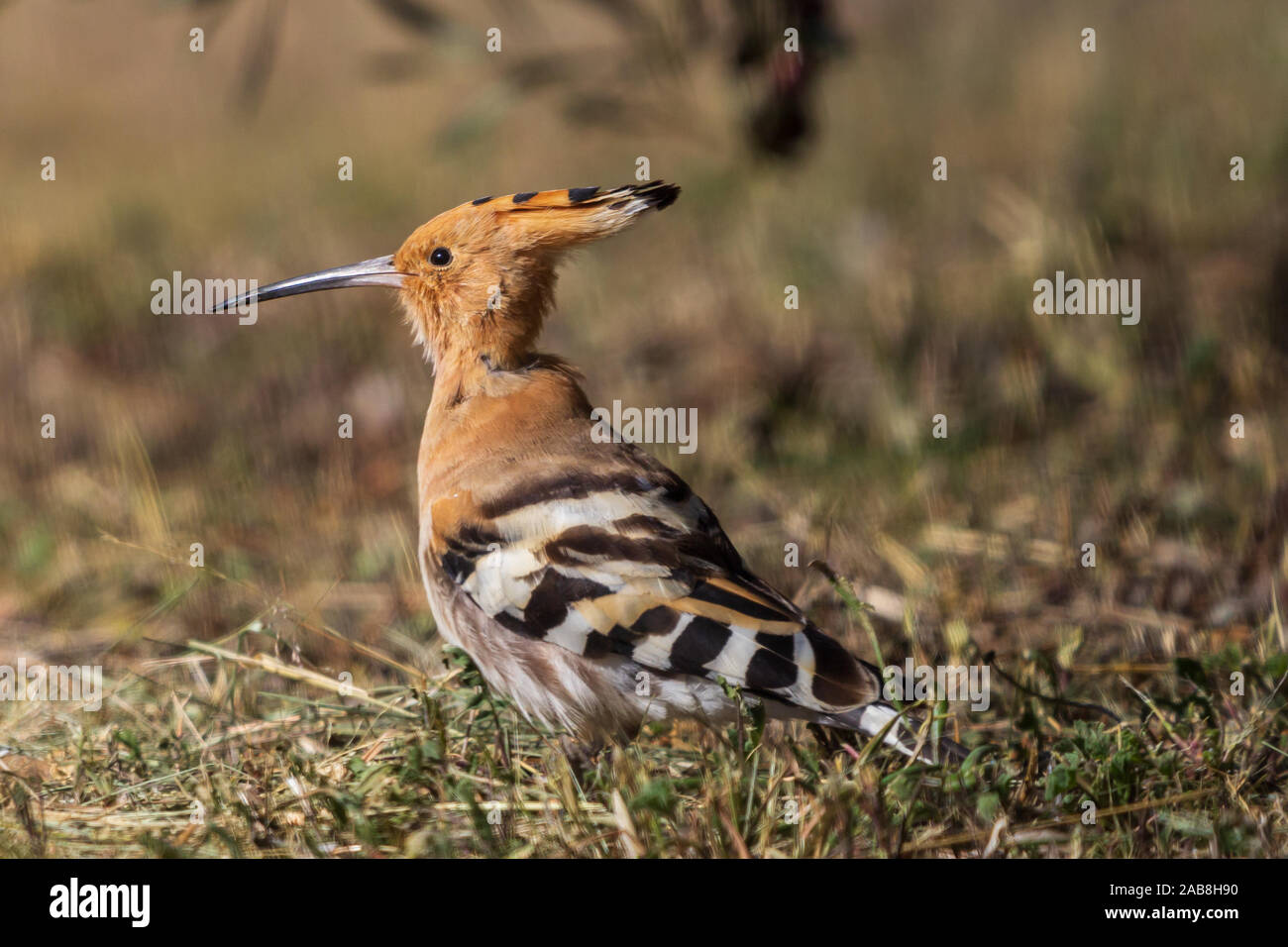 Upupa epops Wiedehopf, Eurasischen Vogel Stockfoto