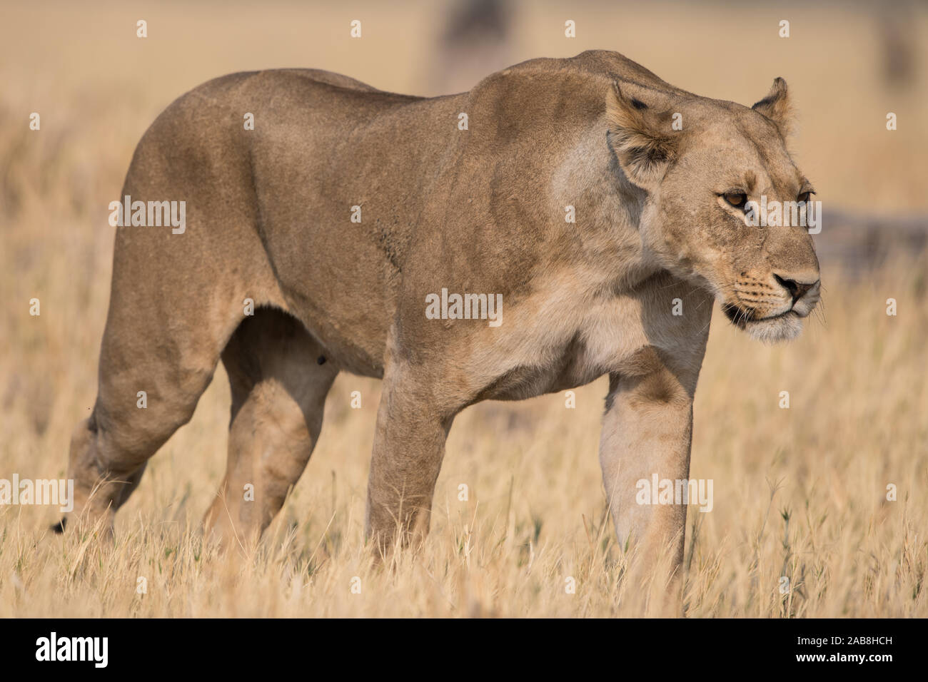 Löwin (Panthera leo) bei vollem Sonnenlicht in Savuti Marsh, Chobe NP, Botswana Stockfoto